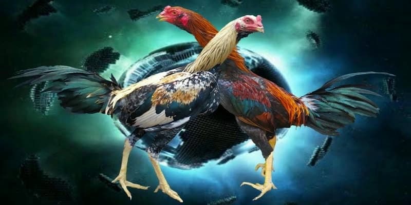 Chiến thuật cơ bản trong đá gà FM88